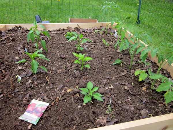 用好奇的烹饪来种植你的花园