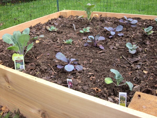 用好奇的烹饪来种植你的花园