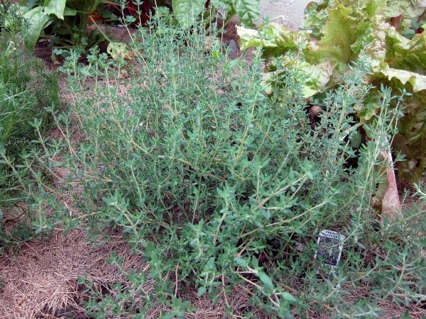 用好奇的烹饪方法保存草药