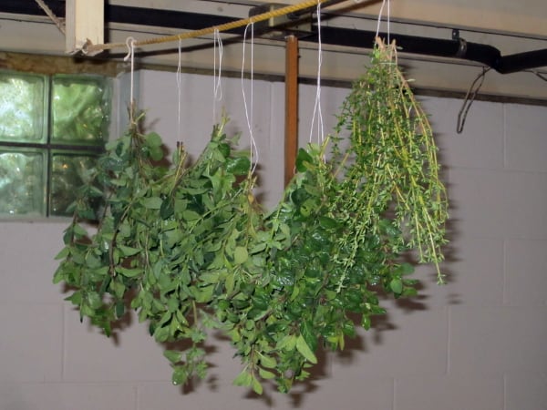 用好奇的烹饪方法干燥保存药草