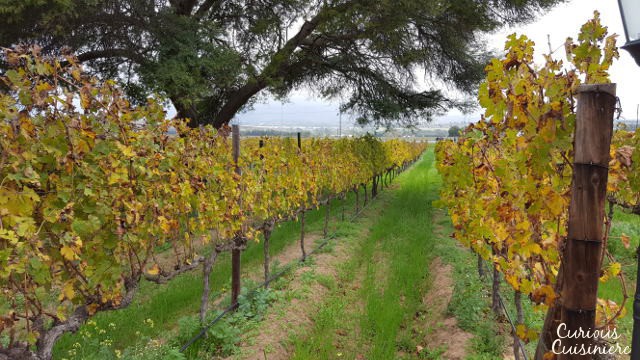 Lovane Wine Estate South Africa有好奇的烹饪|m.jamahire.com.