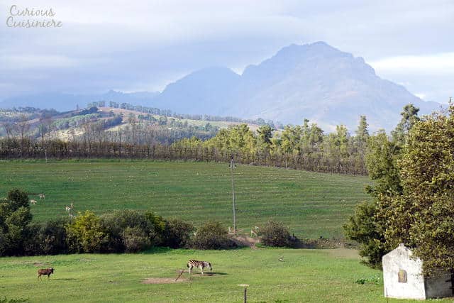 Remhoogte Wine Estate South Africa有好奇的烹饪|m.jamahire.com.