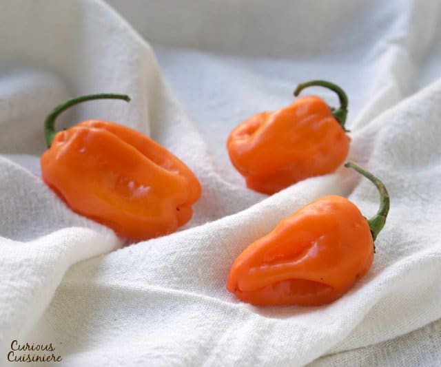 让那个鲜橙色的Habanero Chilies是一个警告，因为这些婴儿很热！| www.CuriousCuisiniere.com