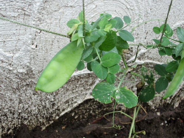 好奇厨艺的雪花豌豆#园艺