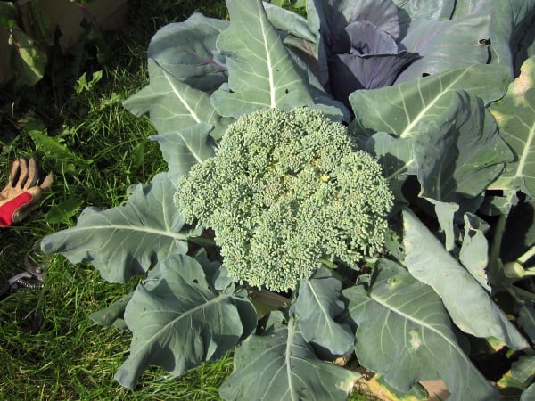 花椰菜与奇妙的烹饪#园艺