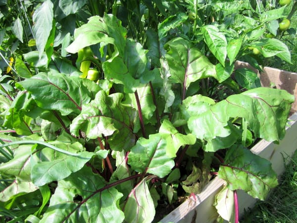 甜菜绿色蔬菜与奇妙的烹饪#园艺