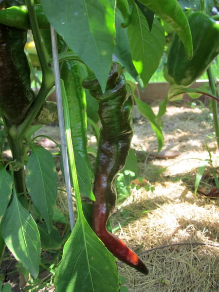 用好奇的烹饪方法自己种植
