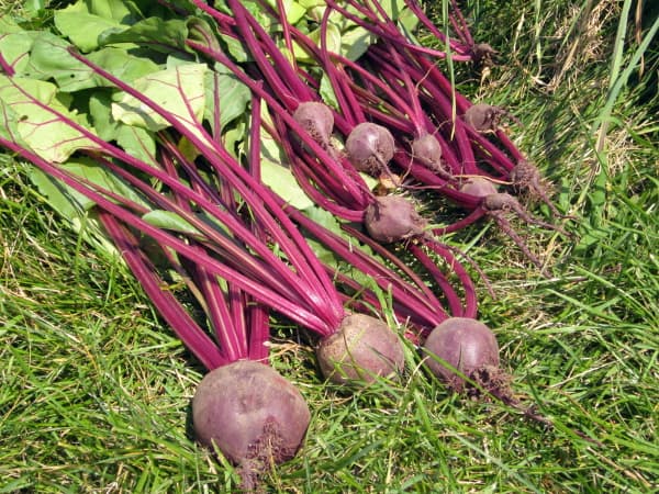用好奇的烹饪方法自己种植
