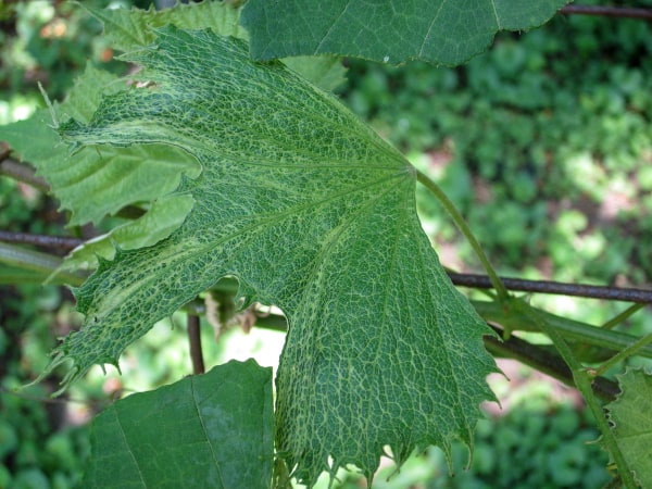 用好奇的烹饪方法自己种植