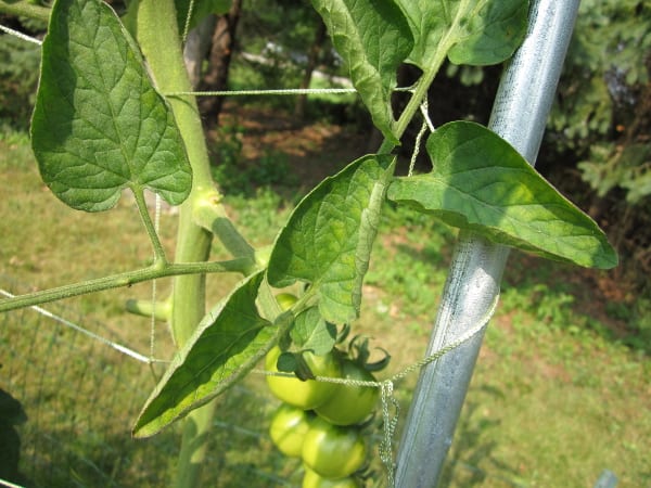 用好奇的烹饪方法自己种植