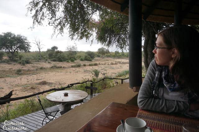 在Motswari私人野生动物保护区| www.CuriousCuisiniere.com欣赏风景