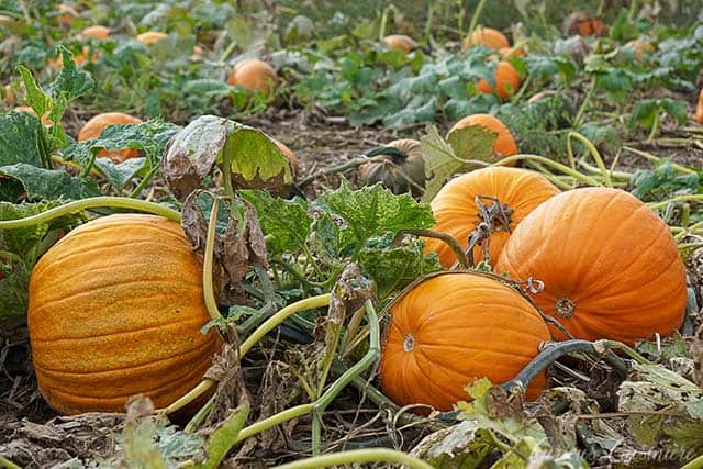 如果你今年秋天要用南瓜烹饪，那就尝试一下这些世界各地的南瓜食谱吧!| www.CuriousCuisiniere.com
