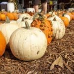 烹饪与世界各地的南瓜gydF4y2Ba